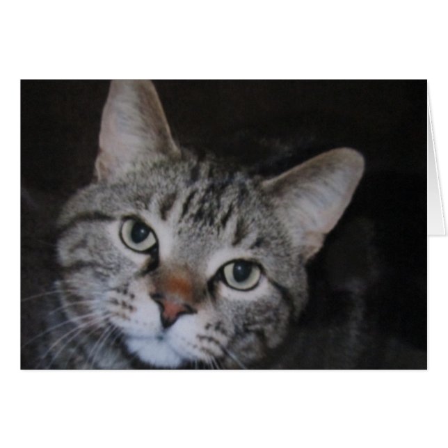 Dillan Cat Hälsningskort (Framsidan Horizontal)