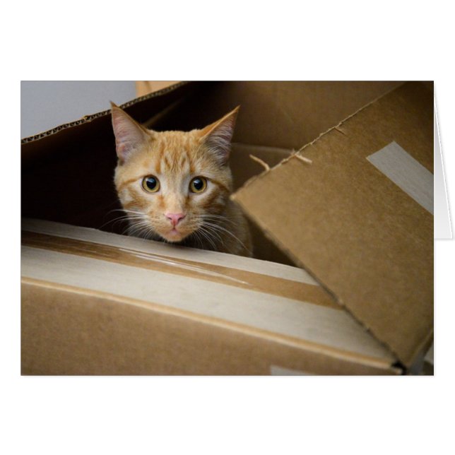 Dillandear i ett boxaskattungekort hälsningskort (Framsidan Horizontal)