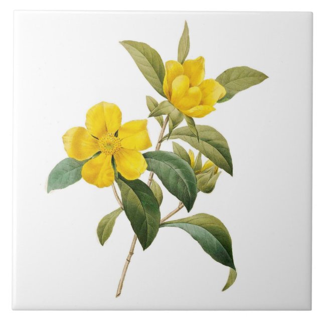 Dillenia Kakelplatta (Framsidan)