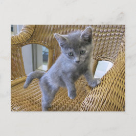Dilute Tortoiseshell Kitten Vykort