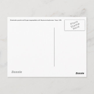 Dimetrodon-vykort Vykort