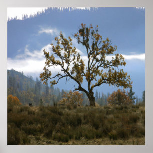 Dimma saknas i dalen.. poster