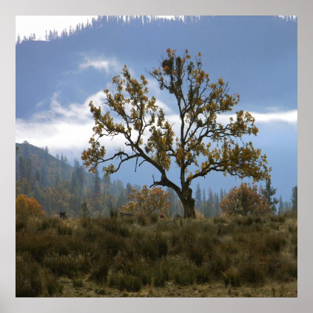 Dimma saknas i dalen.. poster (Framsidan)