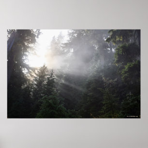 Dimma & solen strålar i en Washington skog Poster