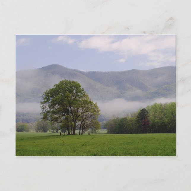 Dimmig äng och Rich Mountain, Cades Cove, Vykort (Framsida)