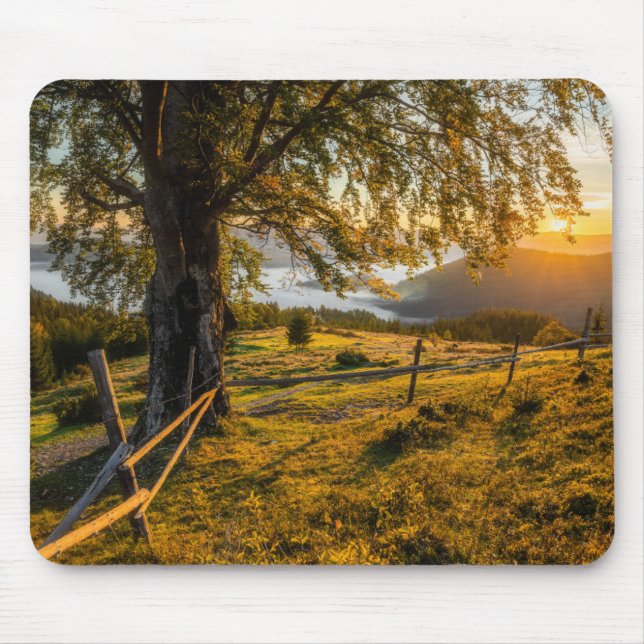 Dimmig gryning i en skog musmatta (Framsidan)