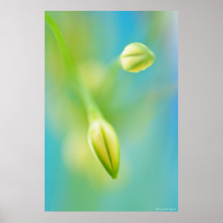 Dimmig klåda poster