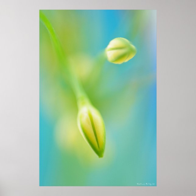 Dimmig klåda poster (Framsidan)