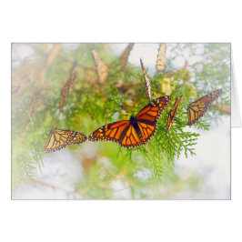 Dimmig monark OBS kort