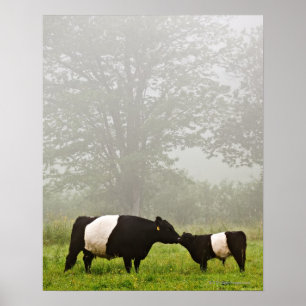 Dimmig plats av den köt galloway kon som fostrar poster
