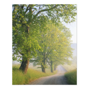 Dimmig väg, Cades Cove, Great Smoky Fototryck
