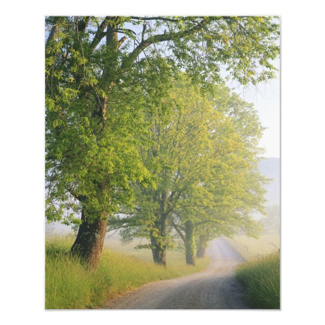 Dimmig väg, Cades Cove, Great Smoky Fototryck (Framsidan)
