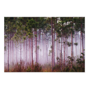 Dimmighet bland tallar vid soluppgång, Everglades Fototryck