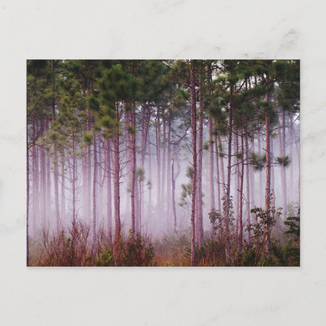 Dimmighet bland tallar vid soluppgång, Everglades Vykort (Framsida)