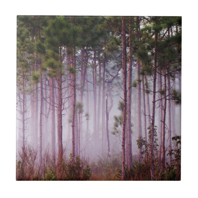 Dimmigt bland tallar vid soluppgång, Everglades Kakelplatta (Framsidan)