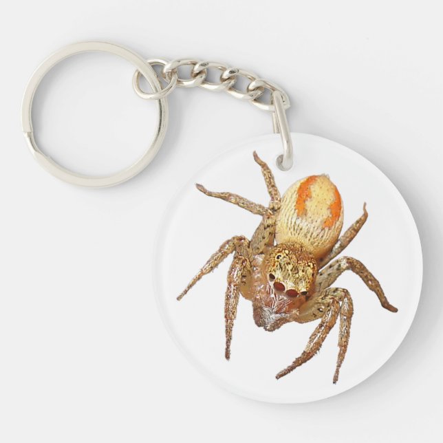Dimorf hoppande spindel (Maevia inclemens) (Framsidan)