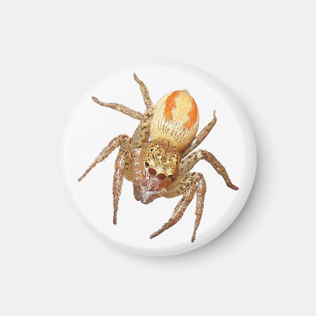 Dimorphic Jumping Spider (Maevia inclemens) Magnet (Framsidan)