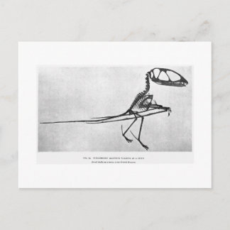 Dimorphodon macronyx-vykort vykort