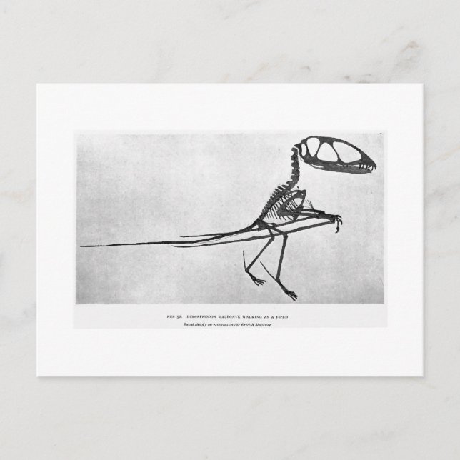 Dimorphodon macronyx-vykort vykort (Framsida)