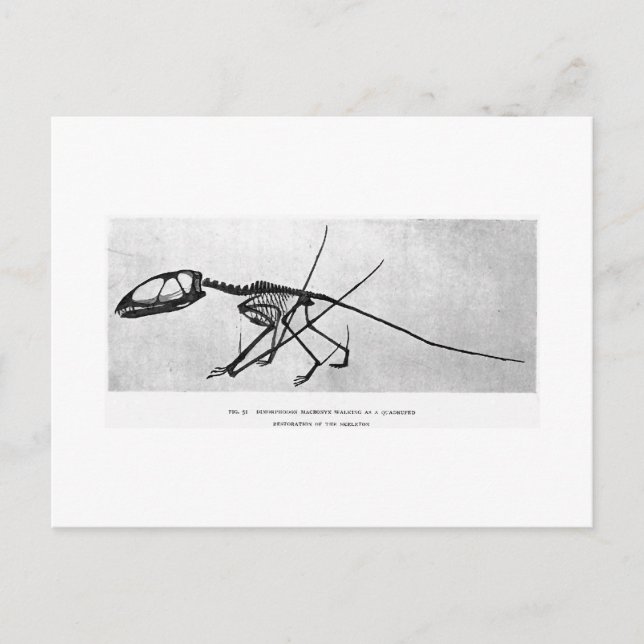 Dimorphodon macronyx-vykort vykort (Framsida)