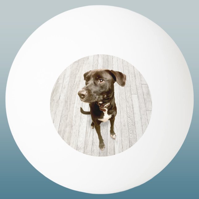 Din Favorit Husdjur Foto Minne Pingisboll (Simple custom pet photo keepsake ping pong ball for dog lovers)