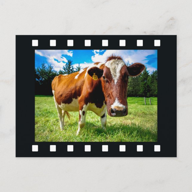 DIN FOTO i vykort för "filmremsa" (Framsida)