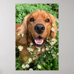 Din hundbild här poster