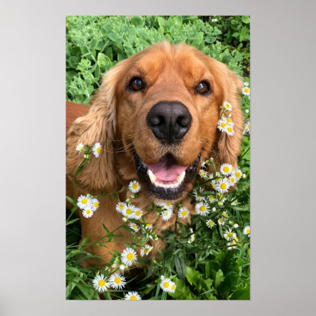 Din hundbild här poster (Framsidan)