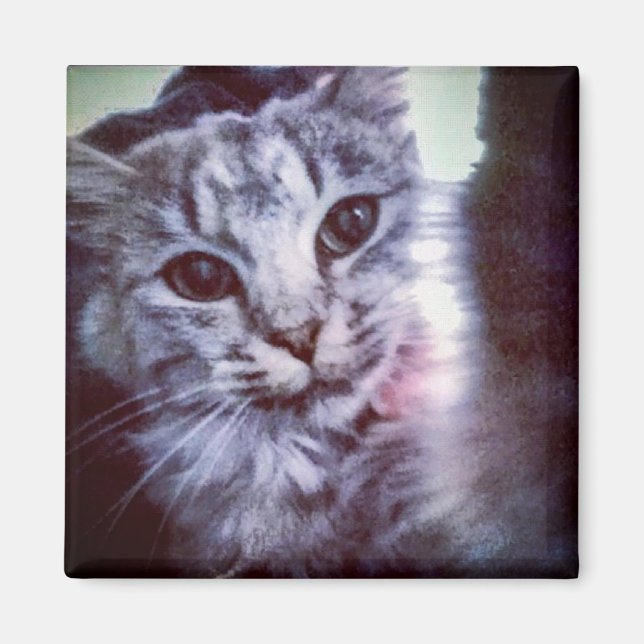 Din Pet-Personlig Magnet (Framsidan)