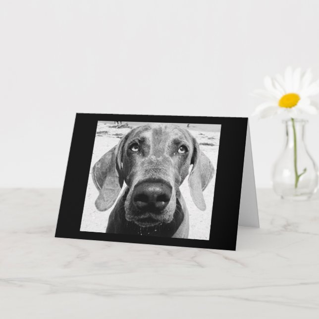 DIN RETIRERING "LUCKY HUND"! KORT (Liten växt)