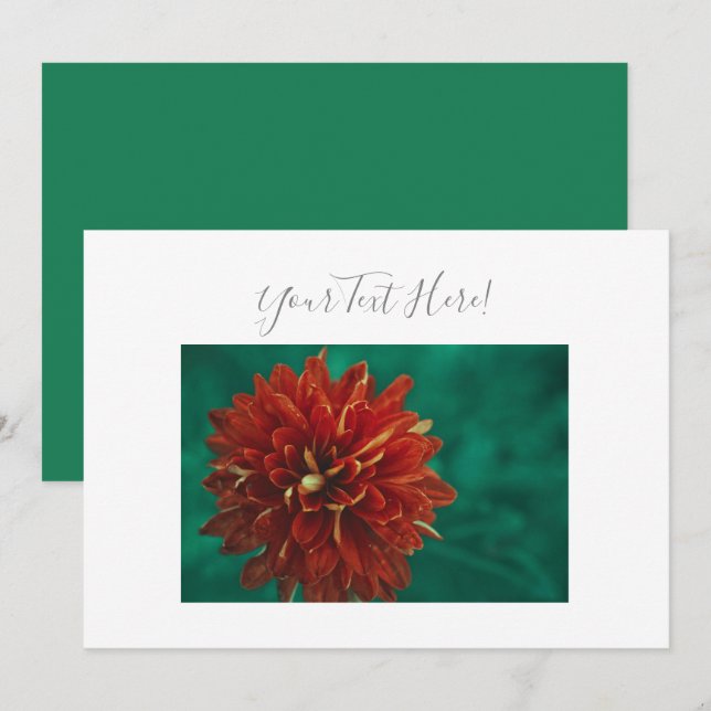 Din Text Härlig Röd Dahlia Blomma Inbjudan (Fram/baksida)