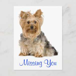 Din Yorkshire Terrier Puppy Hund Postcard saknas Vykort