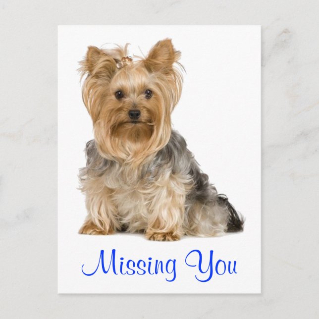 Din Yorkshire Terrier Puppy Hund Postcard saknas Vykort (Framsida)