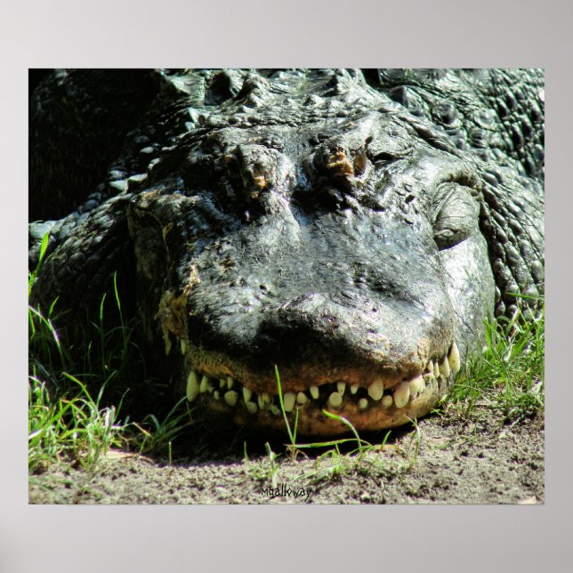 Dinasaur Poster (Framsidan)