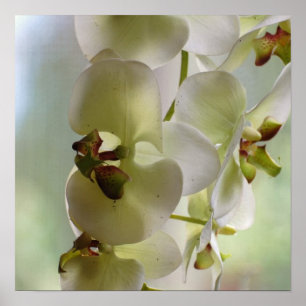 Dingla Orchidaffischen Poster