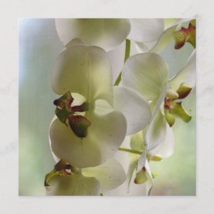 Dingla Orchidinbjudningar Inbjudningar