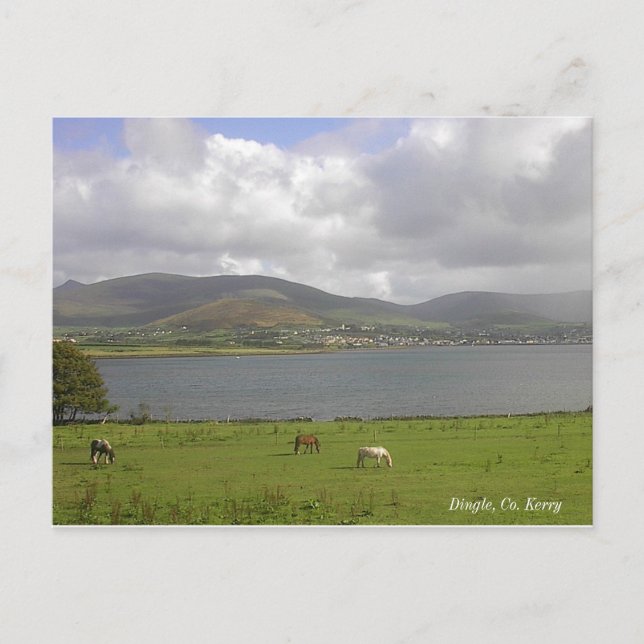 Dingle Bay, Co. Kerry Vykort (Framsida)