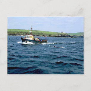 Dingle Fungi delphin.jpg Vykort