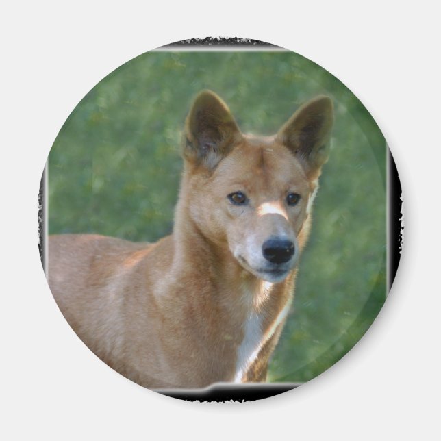 dingo_10x10 magnet (Framsidan)