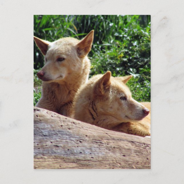 dingo australien vykort (Framsida)