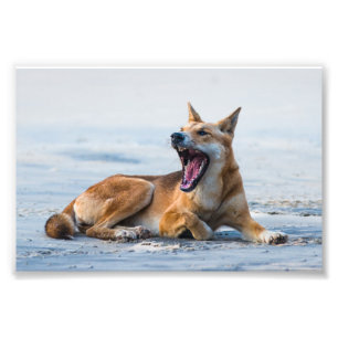 Dingo mouth open wide, Fraser Island Australia Fototryck