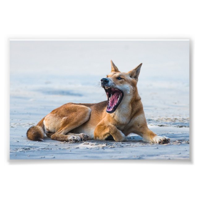Dingo mouth open wide, Fraser Island Australia Fototryck (Framsidan)