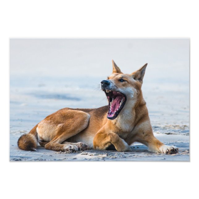Dingo mouth open wide, Fraser Island Australia Fototryck (Framsidan)