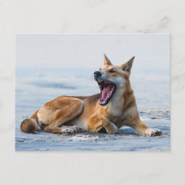 Dingo mouth open wide, Fraser Island Australia Vykort