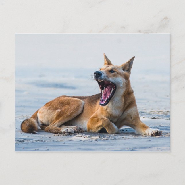 Dingo mouth open wide, Fraser Island Australia Vykort (Framsida)