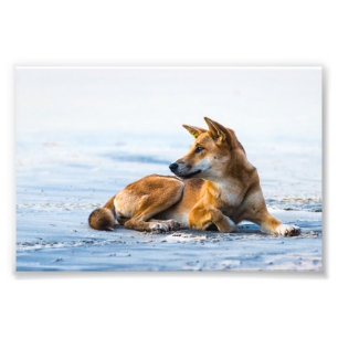 Dingo mouth på stranden, Fraser Island Australia Fototryck