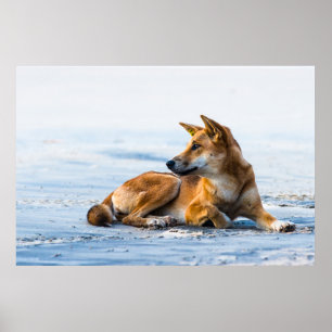 Dingo mouth på stranden, Fraser Island Australia Poster