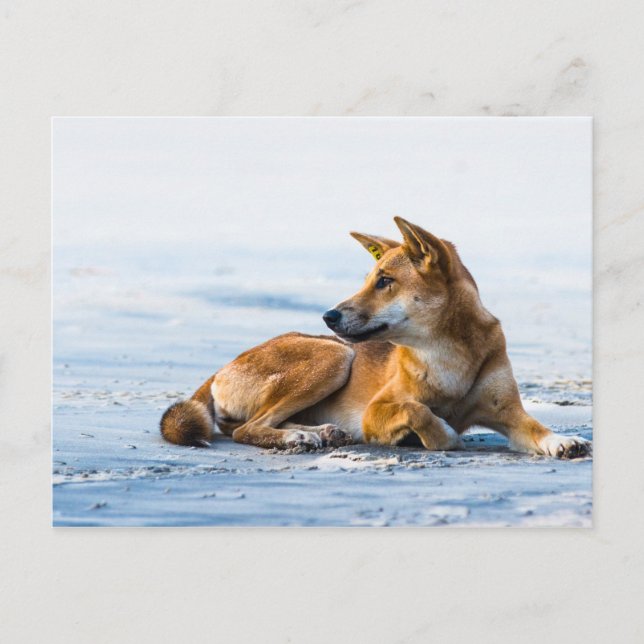 Dingo mouth på stranden, Fraser Island Australia Vykort (Framsida)