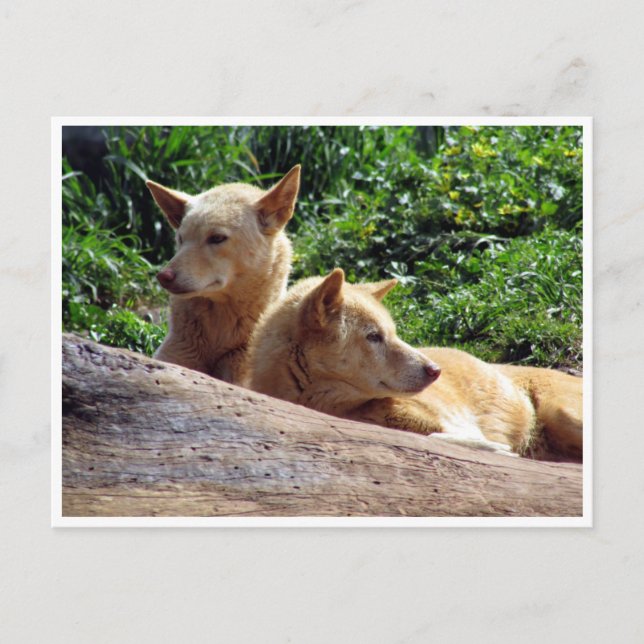 dingo vykort (Framsida)