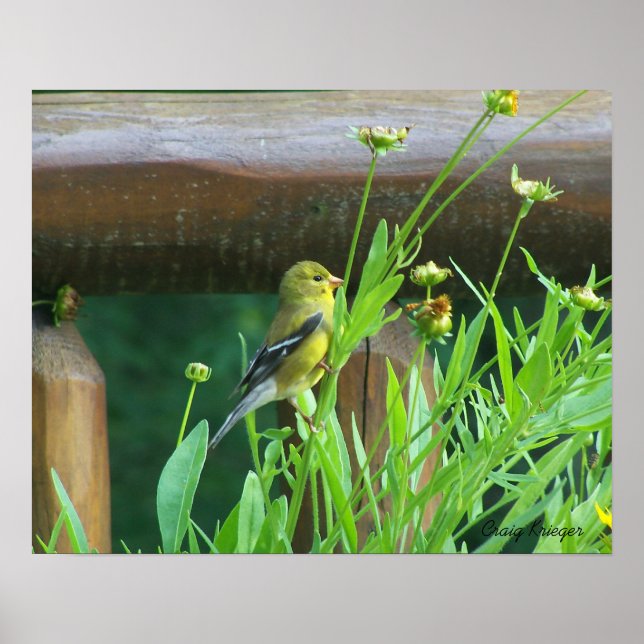 Dining Goldfinch Poster (Framsidan)